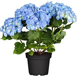 DECOALIVE Hydrangea Planta Natural Hortensia con Flores Azules