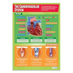 The Cardiovascular System | plakaty PE | błyszczący papier o wymiarach 850 mm x 594 mm (A1) | Wykresy edukacyjne fizyczne do klasy | Wykresy edukacyjne według Daydream Education