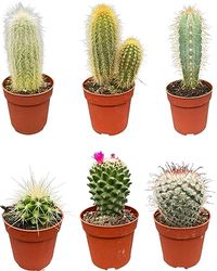 Cactus Mix, 6.5CMØ, 8-15CM Hoog (6 Stuks)