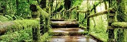 Pro-Art g1715s muurschildering Giclée 'Mossy bridge' 90 x 30 cm