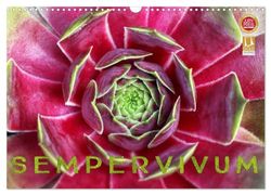 Sempervivum - Hauswurz (Wandkalender 2025 DIN A3 quer), CALVENDO Monatskalender: Sempervivum - die zauberhaften und wandelbaren Sukkulenten im Steingarten