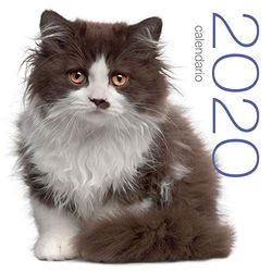 Gatos. Calendario 2020 de pared.