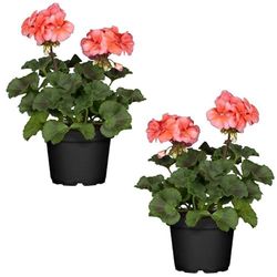 Geranium Rosa Claro Set 2 Plantas Naturales para el Hogar con Flores Rosadas