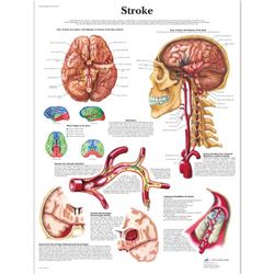 3B Scientific Anatomie humaine – Graphique de course – Version plastifiée