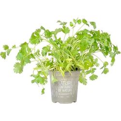 Cilantro |DECOALIVE | Planta Natural |Coriandrum Sativum | Planta Aromática