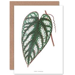 Fine Art Prints Leaf Cissus Discolor Greeting Card With Envelope Inside Premium Quality