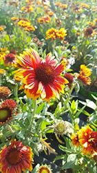 unsere-gaertnerei-mueller Fleur de Coco (Gaillardia aristata 'Arizona Sun') dans Un Pot de 12 cm