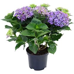 DECOALIVE Hortensia Planta Natural con Flor de Color Azul