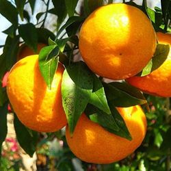 Árbol de Mandarino Natural: Fragancia y Sabor en Casa