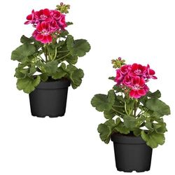 Geranium Rosa Oscuro Set 2 Plantas Naturales para el Hogar con Flores Rosas