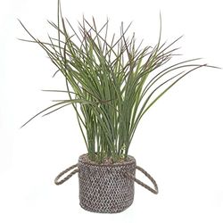 Planta Grass Maceta