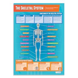 Skeletsystemet | PE affischer | glansigt papper som mäter 850 mm x 594 mm (A1) | Fysiska utbildningsdiagram för klassrummet | utbildningstabell av Daydream Education