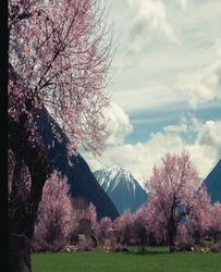 Composition Notebook: Mountain and Trees Cover / 120 pages blank lined, wide ruled, 7.5 x 9.25, for Kids, Teens and Adults