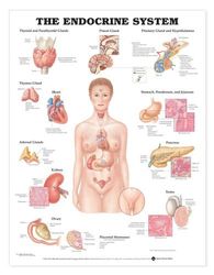 El sistema endocrino