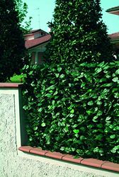 Linea Garden Friend Clôture PVC avec Feuilles de Laure H. 150 L. 2000 cm