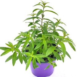 Planta de Aloysia Citrodora (Hierbaluisa): Un Tesoro Natural para tu Bienestar y Salud