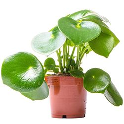 Peperomia Raindrop Natural Perfecta para Decorar el Interior del Hogar