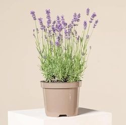 Set de Regalo de Lavanda en Maceta - Un Regalo Especial para Amantes de las Plantas y la Aromaterapia