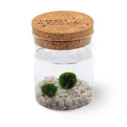 Marimo Original Sughero L'amore è nei Piccoli Gesti – Coppia (Fondale bianco)