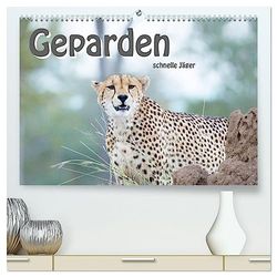 Geparden - schnelle Jäger (hochwertiger Premium Wandkalender 2025 DIN A2 quer), Kunstdruck in Hochglanz: Die schnellsten, landlebenden Raubtiere in unglaublicher Schönheit