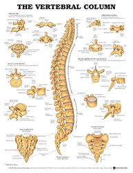 ACC Tabla anatómica de la columna vertebral