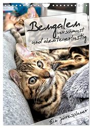Bengalen - verschmust und abenteuerlustig (Wandkalender 2024 DIN A4 hoch), CALVENDO Monatskalender
