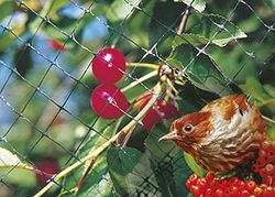 Vogelbeschermingsnet M 2 x 10