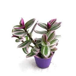 DECOALIVE Planta de Exterior Rastrera Natural Tradescantia Nanouk