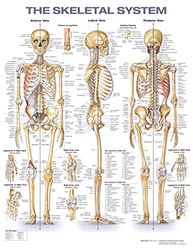 The Skeletal System Anatomical Chart