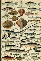 Vintage Fish Species Illustration: Graph Paper Notebook, Quad Ruled, 5x5 Grid, 6 x 9 inches, 120 Pages.