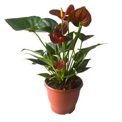 Planta del Amor - Anthurium Rojo Natural