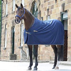 Bucas Prize Cooler 155 Couverture pour Cheval Bleu Marine/doré