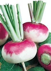Germisem Bio Graines Navet potager de Milan MILANO