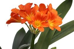 Clivia Natural Planta de Aspecto Sofisticado y Fácil de Mantener