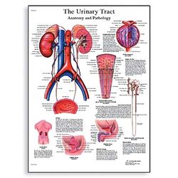 3B Scientific Anatomia człowieka - wykres dróg moczowych, wersja papierowa