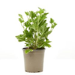 Geranio Citronela La Planta Aromática y Decorativa que Ahuyenta a los Mosquitos