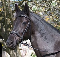Rhinegold - Briglia in Pelle Tedesca Elegance, Briglie, Nero, Full