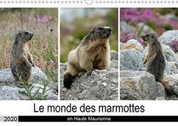 Le monde des marmottes en Haute Maurienne (Calendrier mural 2020 DIN A3 horizontal): La vie trépidente de marmottes qui doivent faire le maximum de ... sécurité. (Calendrier mensuel, 14 Pages )