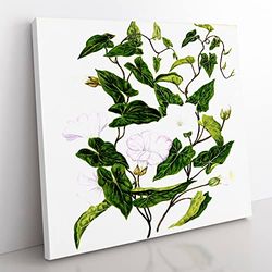 Bindweed Flowers by Sarah Featon Vintage Canvas Wall Art Print Ready to Hang, Framed Picture for Living Room Bedroom Home Office Décor, 50x50 cm (20x20 Inch)