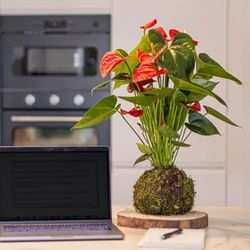 Kokedama Anthurium Rojo| DECOALIVE | Maceta Musgo Natural |Anturio con Flores Rojas