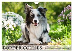 Border Collies - nicht nur schwarzweiß (Wandkalender 2026 DIN A4 quer), CALVENDO Monatskalender: Border Collies in vielen Farbschlägen
