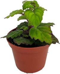 Plectranthus Verticillatus Planta Natural del Dinero y del Dólar