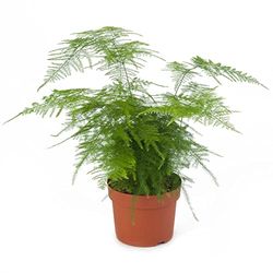 DECOALIVE Esparraguera Planta Natural Asparagus Setaceus para Interior