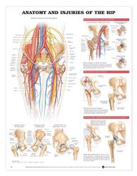 Anatomía y lesiones de la tabla anatómica de la cadera