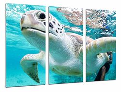 Quadro fotográfico animal selvagem oceano, tartaruga marinha a nadar, água tamanho total: 97 x 62 cm XXL