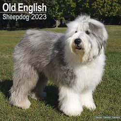Old English Sheepdog Calendar 2023 | Square Dog Breed Wall Calendar - 16 Month