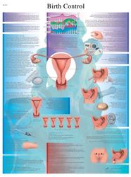 3B Scientific Anatomie humaine - Tableau contraceptif - Version plastifiée