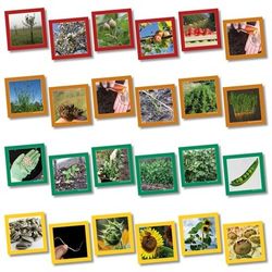 Wildgoose Education SC1107 Plant Life Cycle Sequencing Card, 13.5 cm x 13.5 cm (Pack of 20)