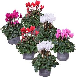 Ciclamen Set de 6 Plantas con Flores Mix Color