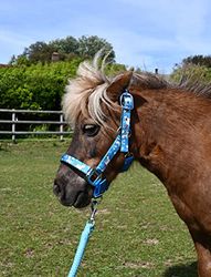 Rhinegold Cavezza e Corda con Unicorno – Pony – Turchese